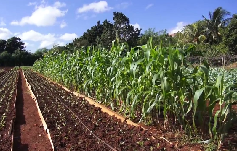 
          LES ÉLÉMENTS À PRENDRE EN COMPTE POUR DONNER UNE CHANCE À L’AGROÉCOLOGIE DE PRENDRE SON ÉLAN EN AFRIQUE
