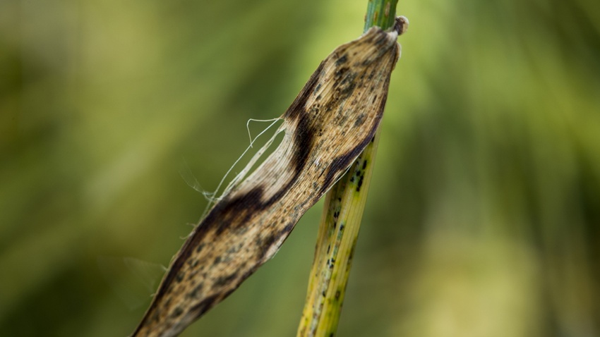 
          L’ORGE, LA CÉRÉALE PARTICULIÈREMENT SENSIBLE À TROIS PRINCIPALES MALADIES