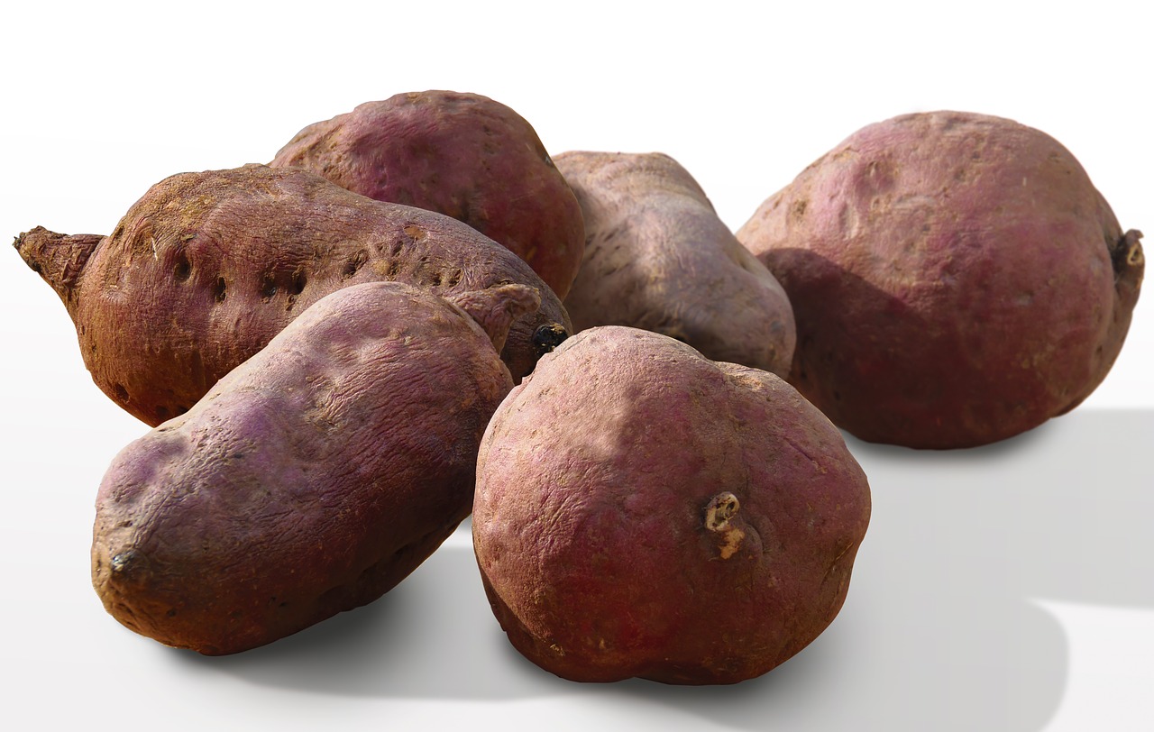 
          MÉTHODES DE CONSERVATION DE LA PATATE DOUCE EN AFRIQUE