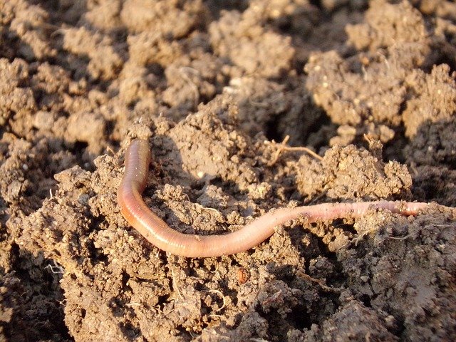 
          LA CONTRIBUTION DES VERS DE TERRE DANS LA FERTILISATION DES SOLS