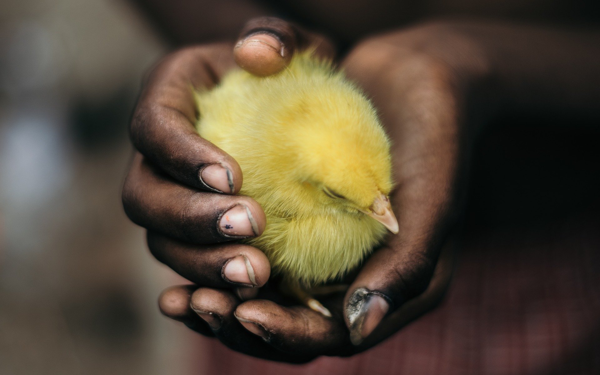 
          MALADIES DES VOLAILLES : LA COCCIDIOSE DE POULE