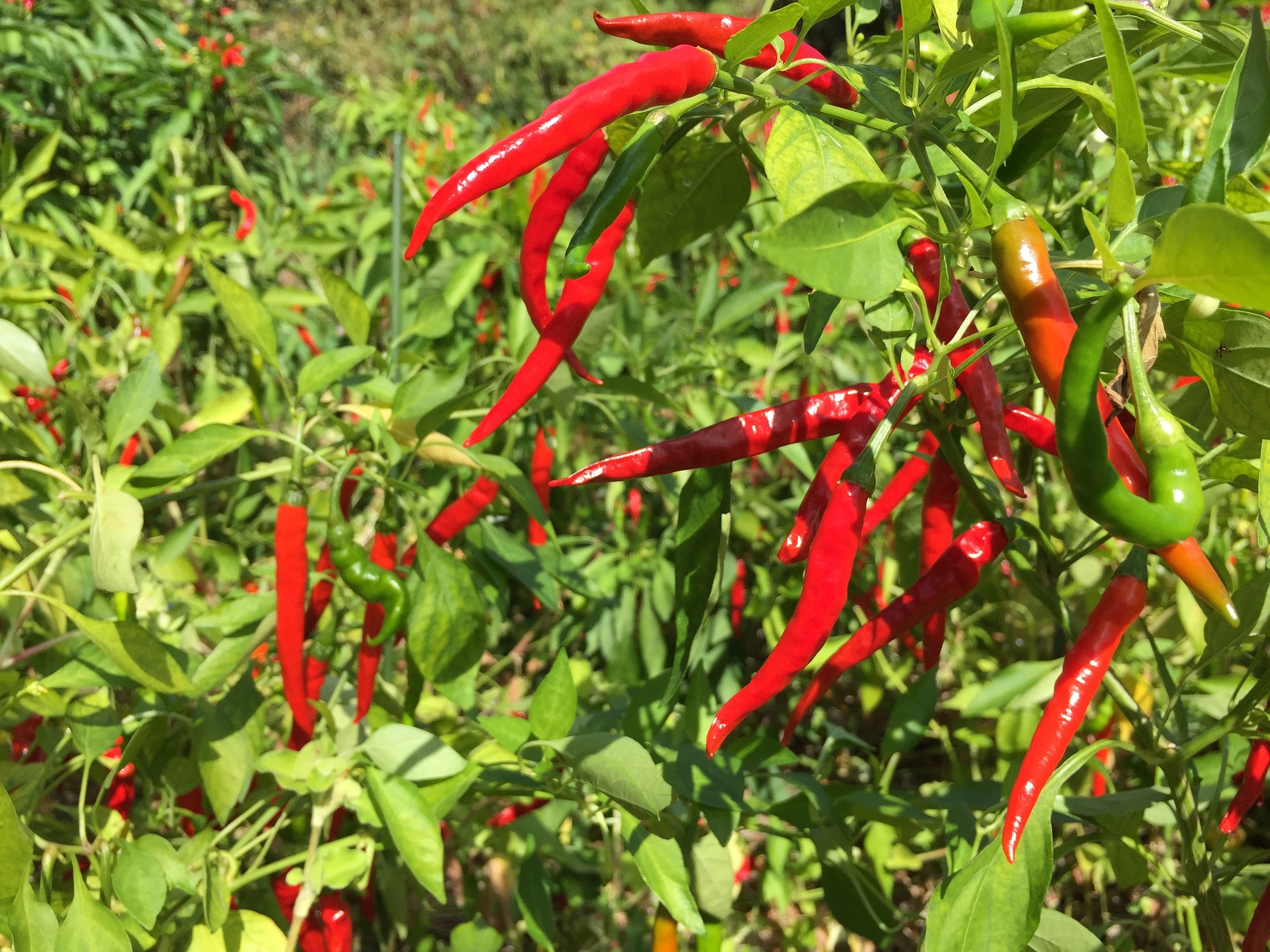 
          ÉLÉMENTS À PRENDRE EN COMPTE POUR BIEN CULTIVER LE PIMENT AU TOGO