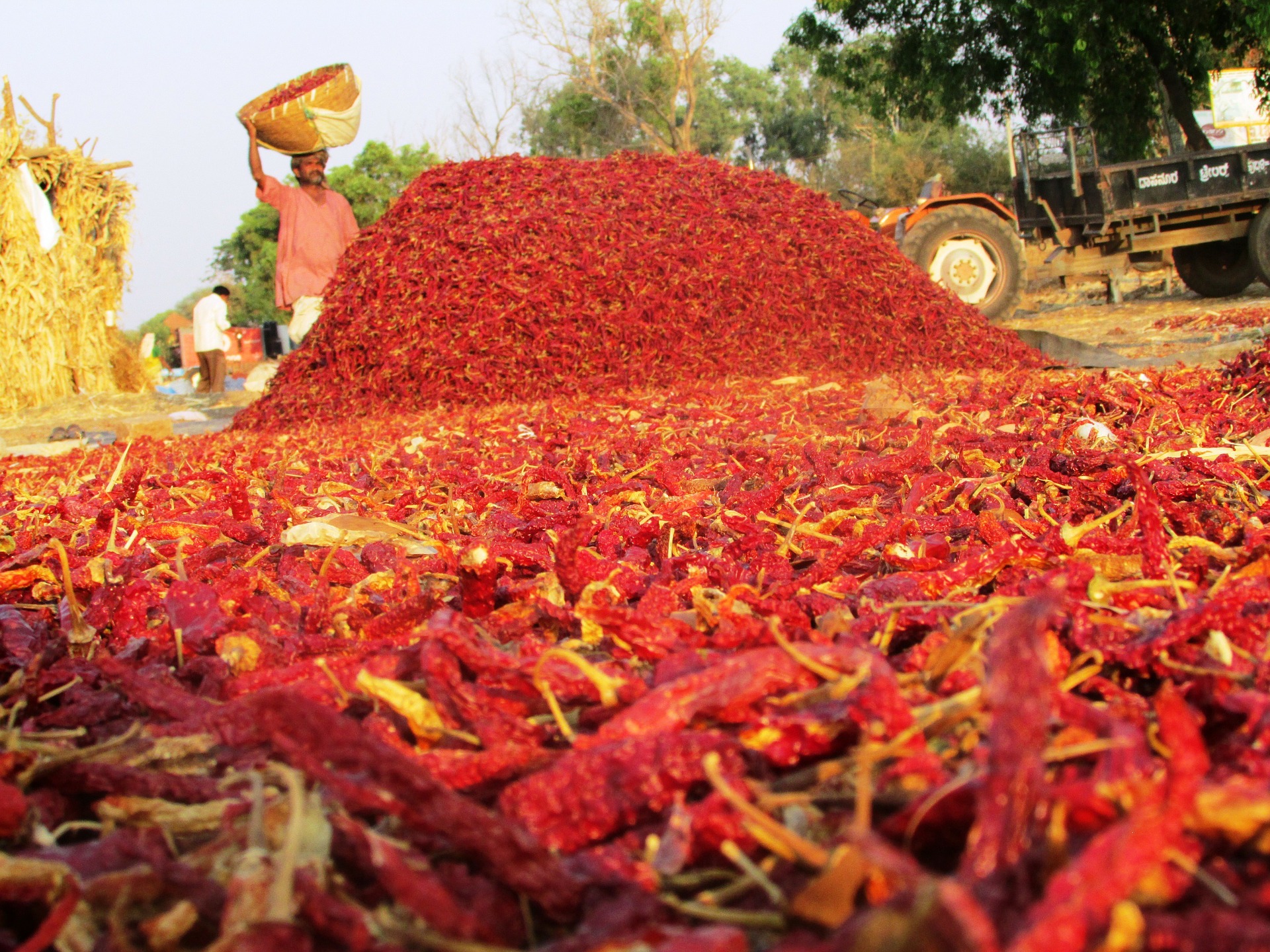 
           LES TECHNIQUES DE STOCKAGE ET DE CONSERVATION DU PIMENT