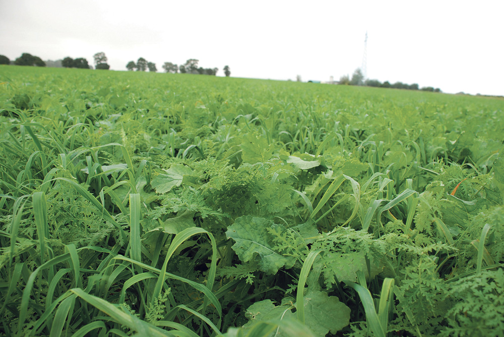 
           LES OBJECTIFS VISÉS PAR L’AGRICULTEUR DANS LE CHOIX DE SES COUVERTS VÉGÉTAUX