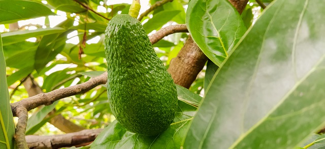 
          FICHE TECHNIQUE POUR LA CULTURE DE L’AVOCATIER