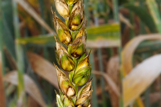 
          LA FUSARIOSE DU BLÉ : LUTTE CONTRE LA MALADIE