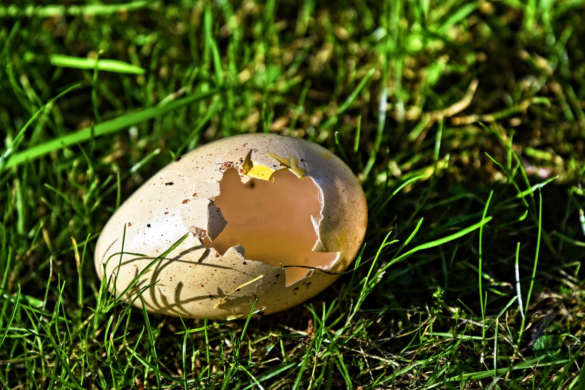 
          LES POUVOIRS INSOUPÇONNÉS DES COQUILLES D’ŒUFS DE POULES EN AGRICULTURE