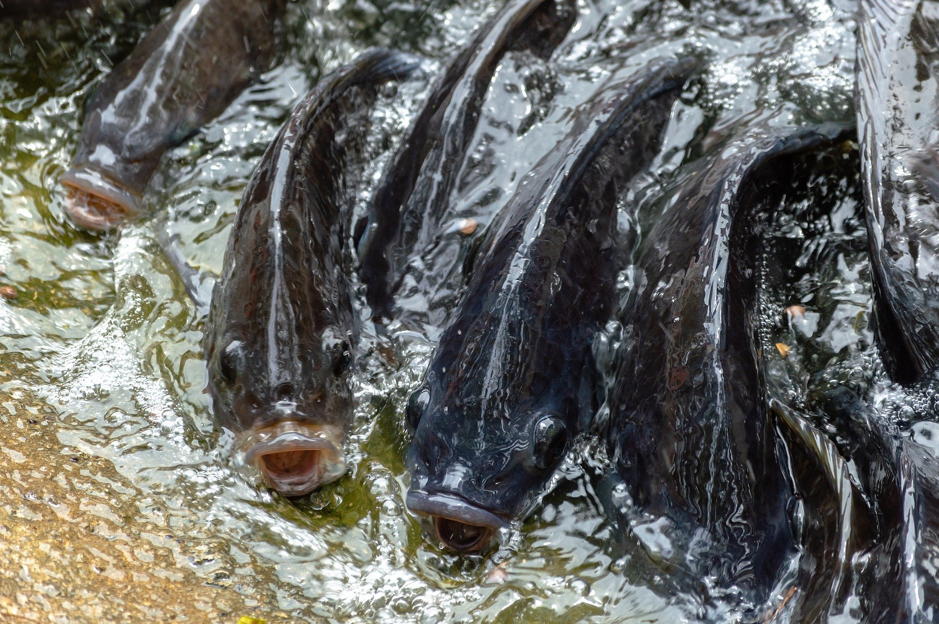 
          L'ITRA RÉSOUT LE PROBLÈME DE LA QUALITÉ DES SEMENCES DE TILAPIA AU TOGO PAR DES TILAPIAS SUPER MALES