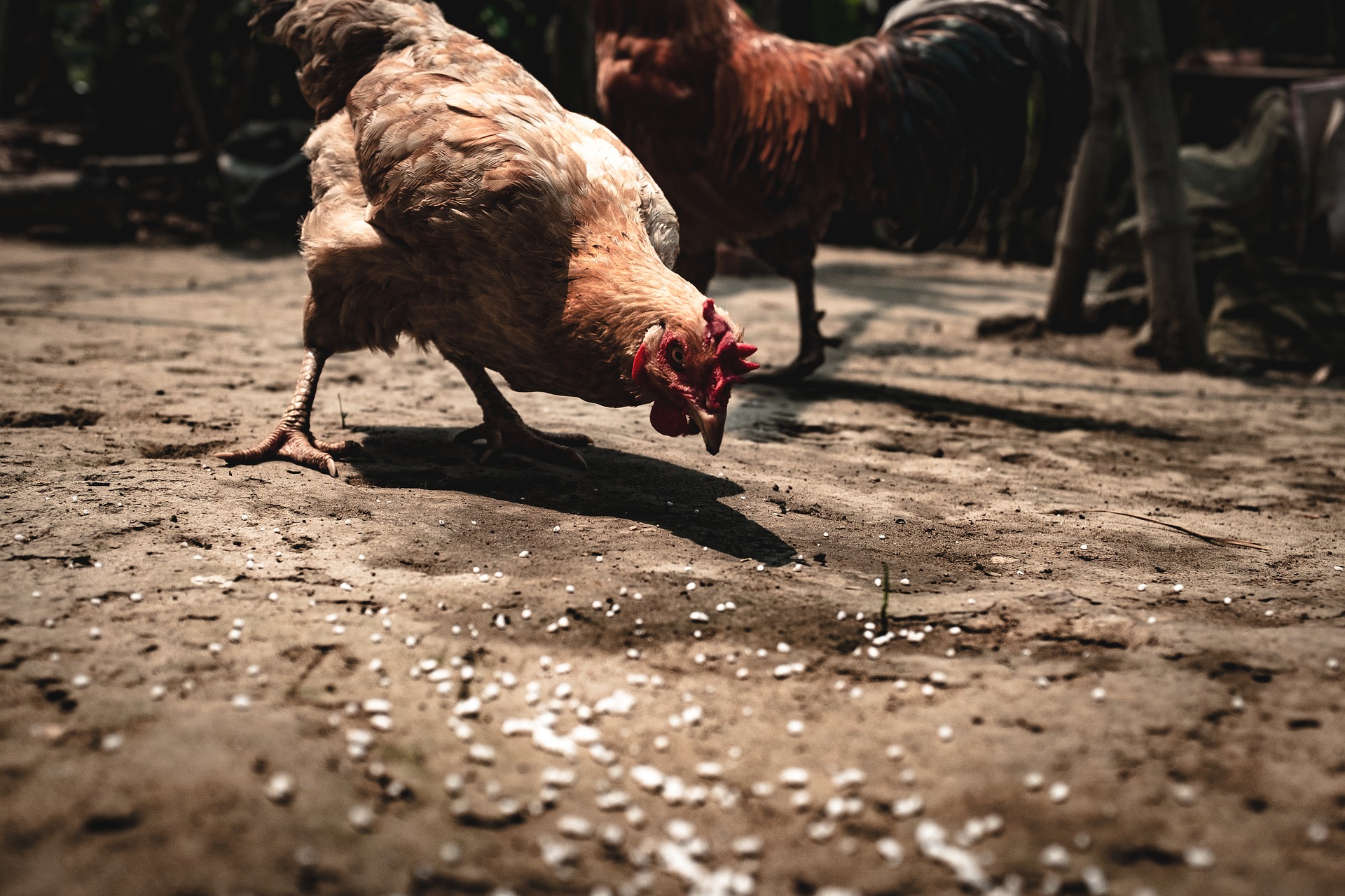 
          CONDITIONS POUR UNE BONNE NUTRITION DES POULES