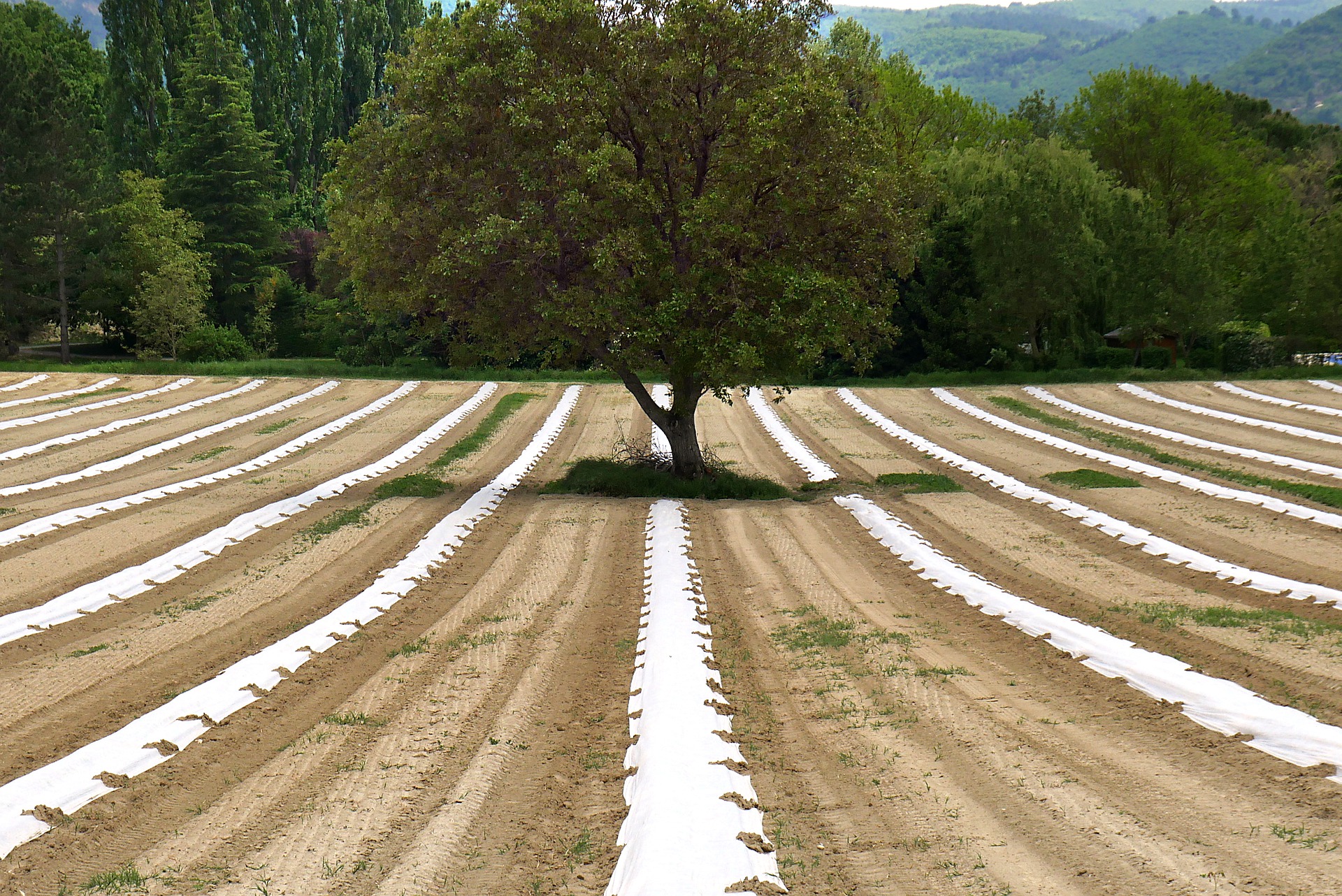 
          L’AGROÉCOLOGIE, L’ALTERNATIVE FAVORABLE À LA PROTECTION INTÉGRÉE