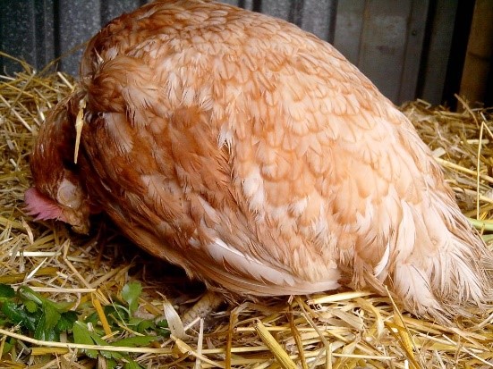 
          LA BURSITE INFECTIEUSE : LA MALADIE VIRALE CONTAGIEUSE AVIAIRE  