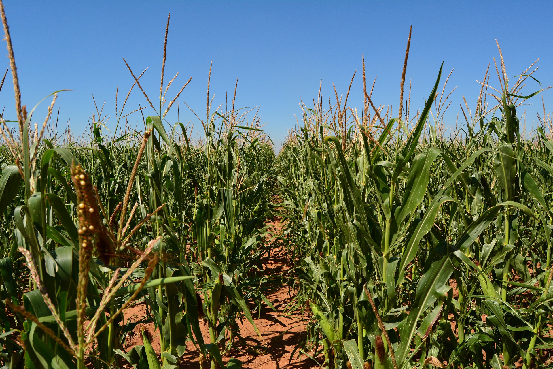 
           Utiliser les données climatiques pour renforcer la résilience des agriculteurs ouest-africains face aux chocs climatiques - VivAfrik - Actualité 