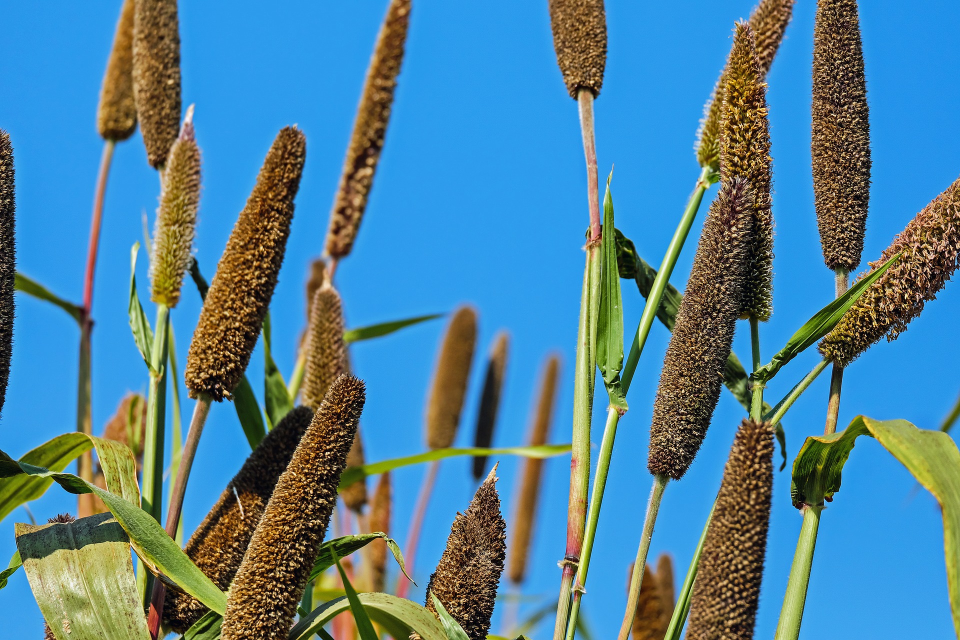 
          FICHE TECHNIQUE QUE LA CULTURE DU MILLET EN AFRIQUE 