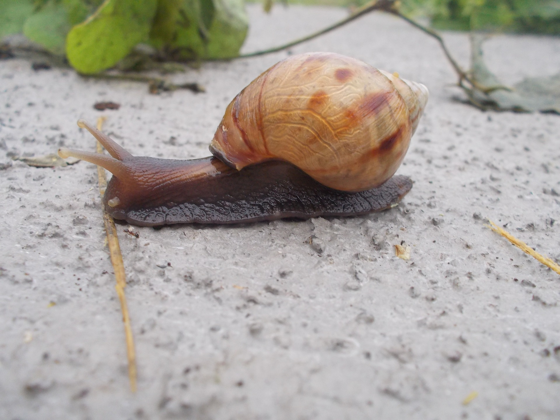 
          ÉLEVAGE DES ESCARGOTS COMESTIBLES EN AFRIQUE : AVANTAGES ET INCONVÉNIENTS ?