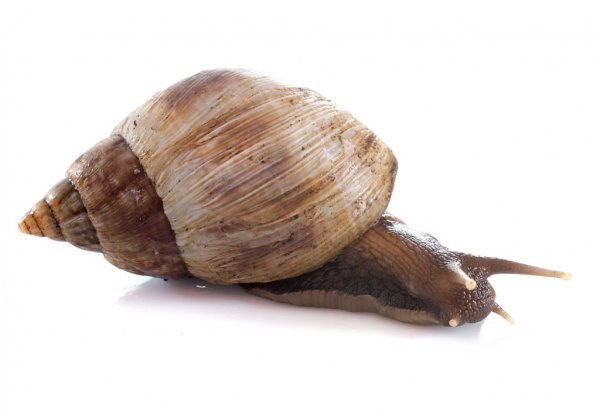 
           LES ESPÈCES D’ESCARGOTS COMESTIBLES CONVENANT À L’HÉLICICULTURE : ACHATINA FULICA (ESCARGOT DE JARDIN, ESCARGOT FOU)