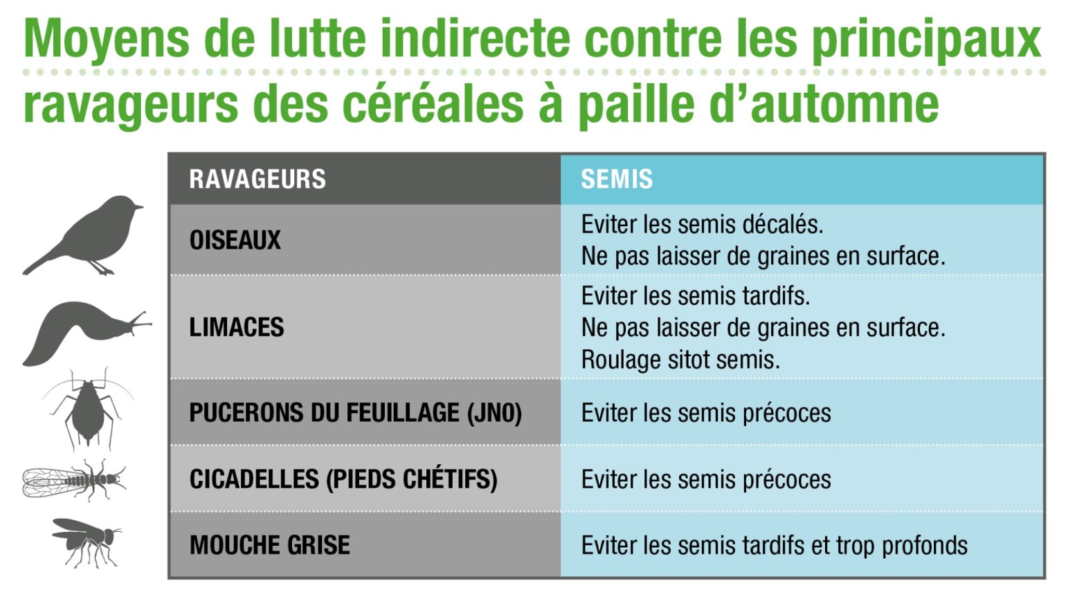 
           SEMIS DE BLÉ ET RAVAGEURS