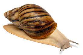 
          LES ESPÈCES D’ESCARGOTS COMESTIBLES CONVENANT À L’HÉLICICULTURE : ARCHACHATINA MARGINATA (GROS ESCARGOT NOIR, ESCARGOT TERRESTRE GÉANT AFRICAIN)