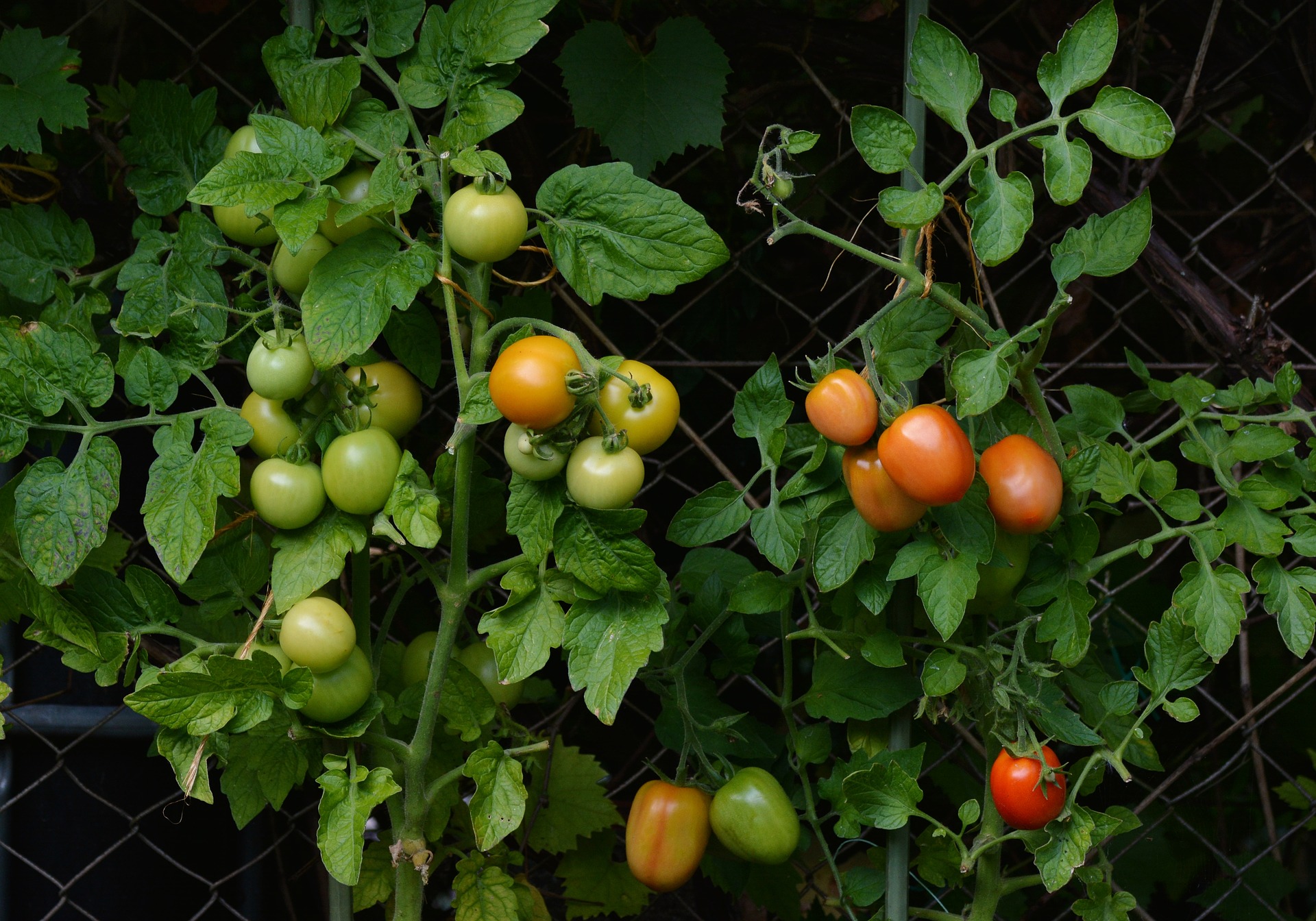 
          3 ASTUCES SIMPLES DE MARAICHER POUR RÉUSSIR VOS TOMATES