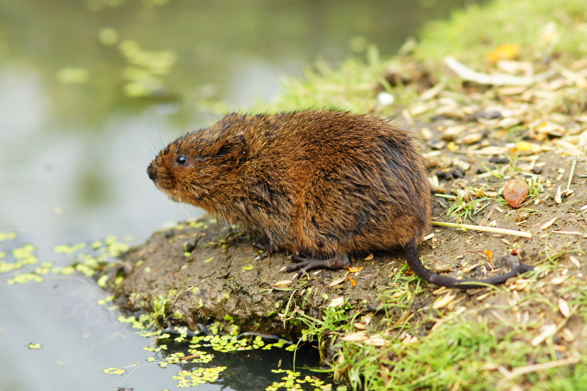 
          Arvicola amphibius (campagnol terrestres)