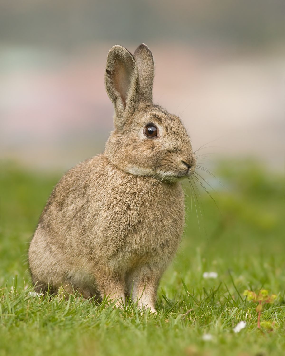 
          Oryctolagus cuniculus (Lapin de garenne)