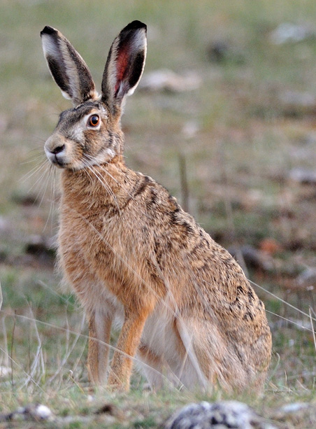 
          Lepus europaeus (Lièvre)
