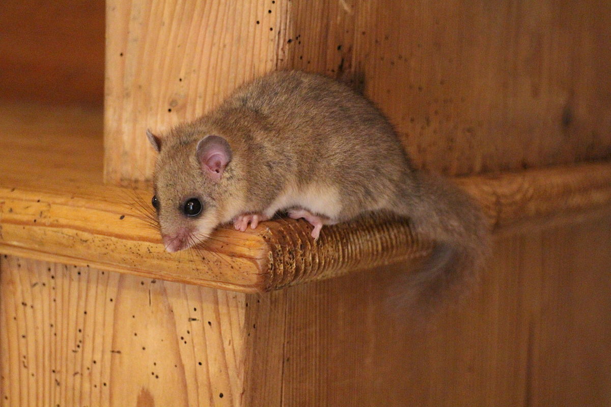
          Glis glis (loir vulgaire)