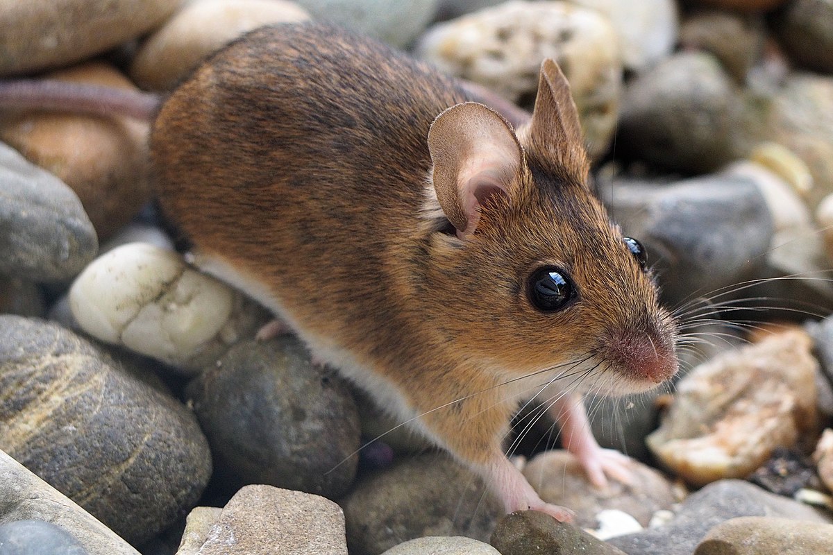 
          Apodemus sylvaticus (Mulot sylvestre)