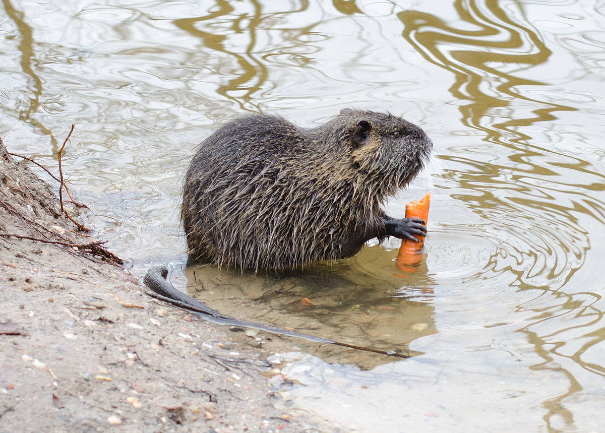 
          Myocastor coypus (ragondin)