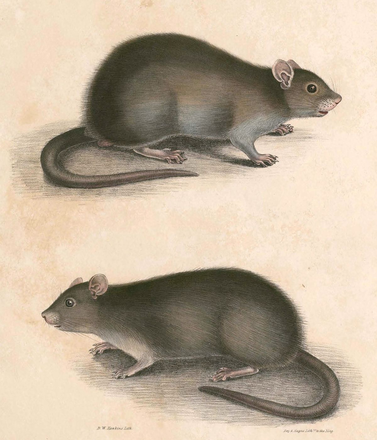 
          Bandicota bengalensis (rat bandicot)