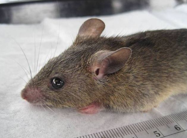 
          Mastomys natalensis (Rat du Natal, rat plurimammaire)