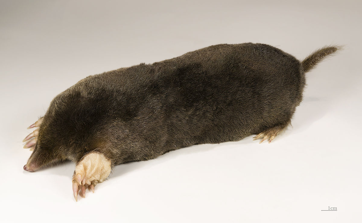 
          La Taupe d'Europe (Talpa europaea)