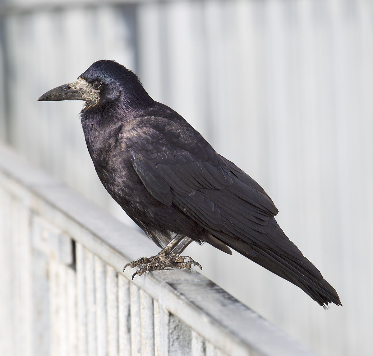 
          Le Corbeau freux (Corvus frugilegus)
