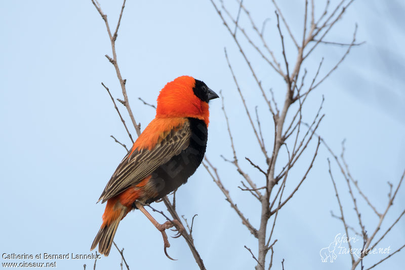 
          Euplecte ignicolore (Euplectes orix)