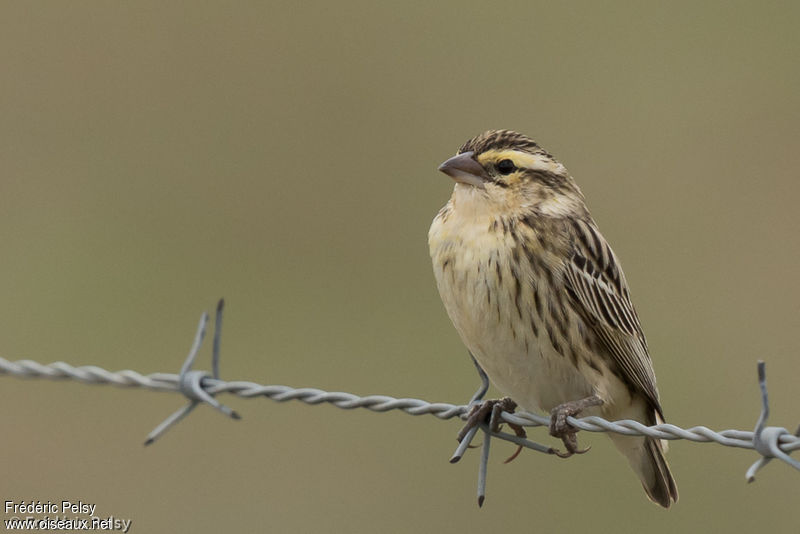 
          Euplecte vorabé (Euplectes afer)
