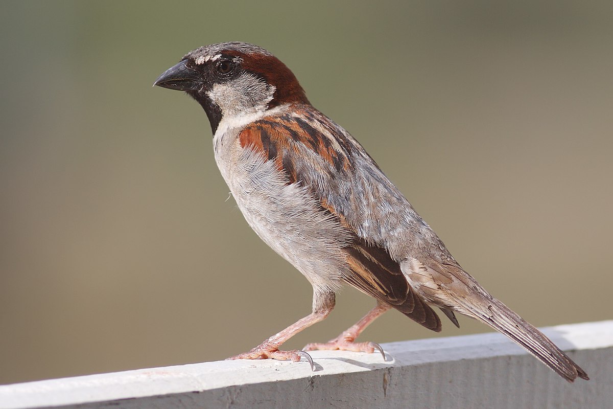 
          Le Moineau domestique (Passer domesticus)
