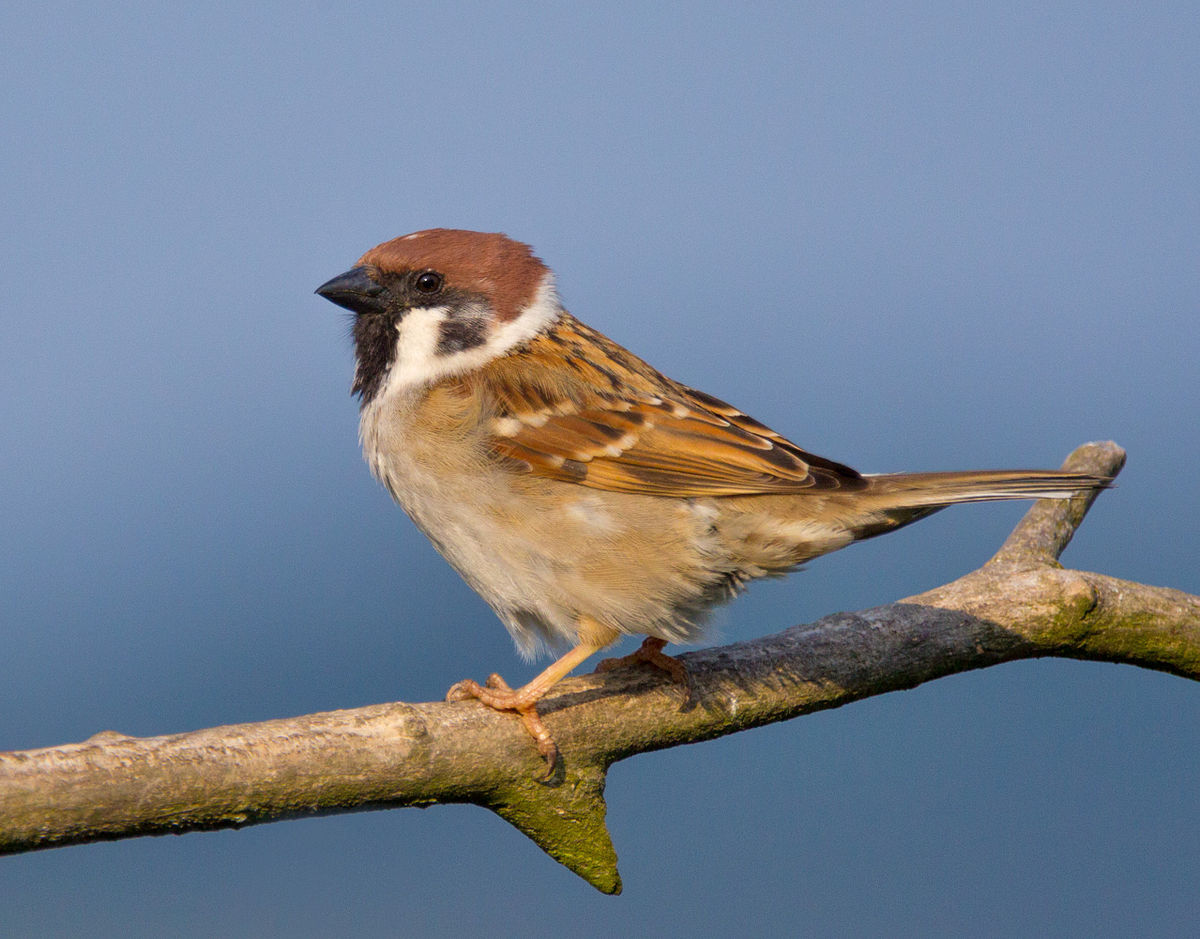 
          Moineau friquet (Passer montanus)