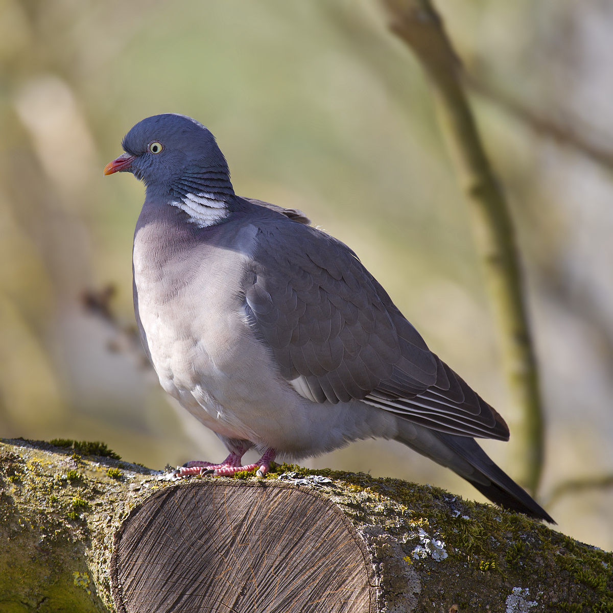 
          Le Pigeon ramier (Columba palumbus) ou Palombe
