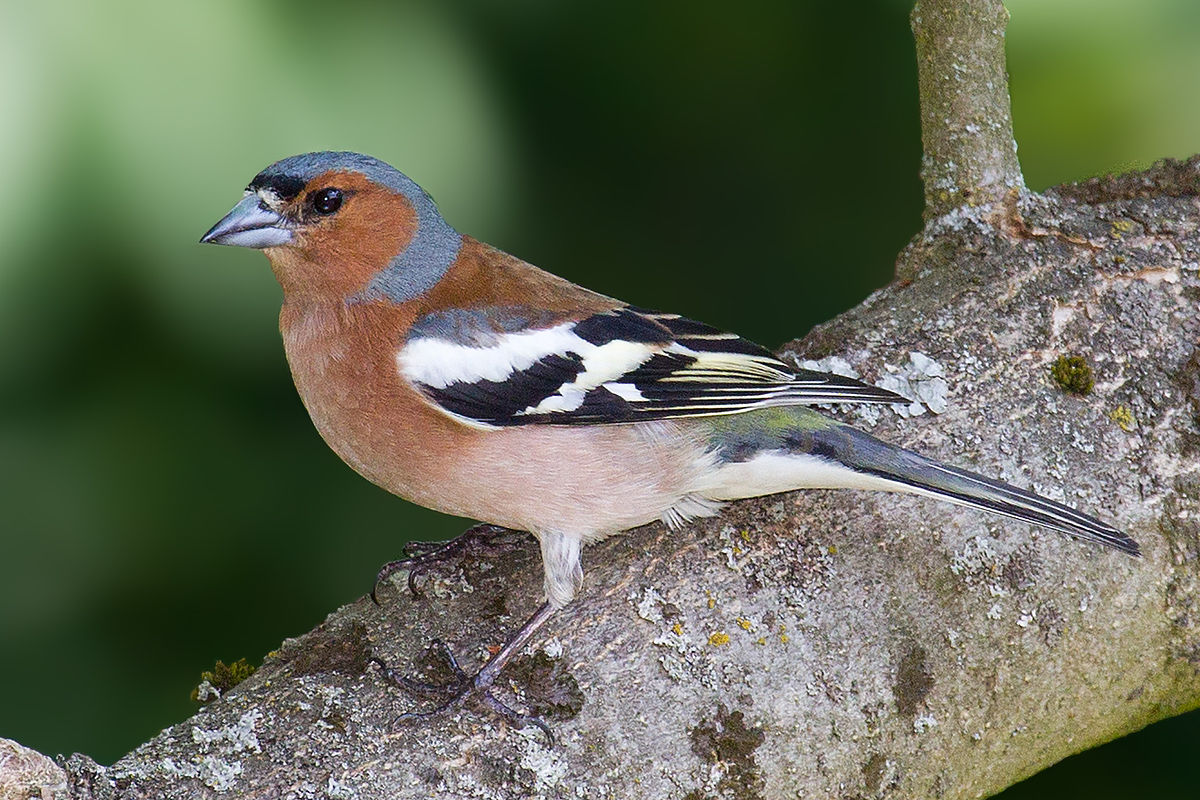 
          Le Pinson des arbres (Fringilla coelebs)