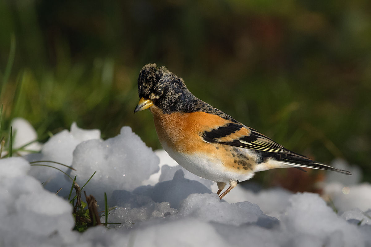 
          Le Pinson du Nord (Fringilla montifringilla)