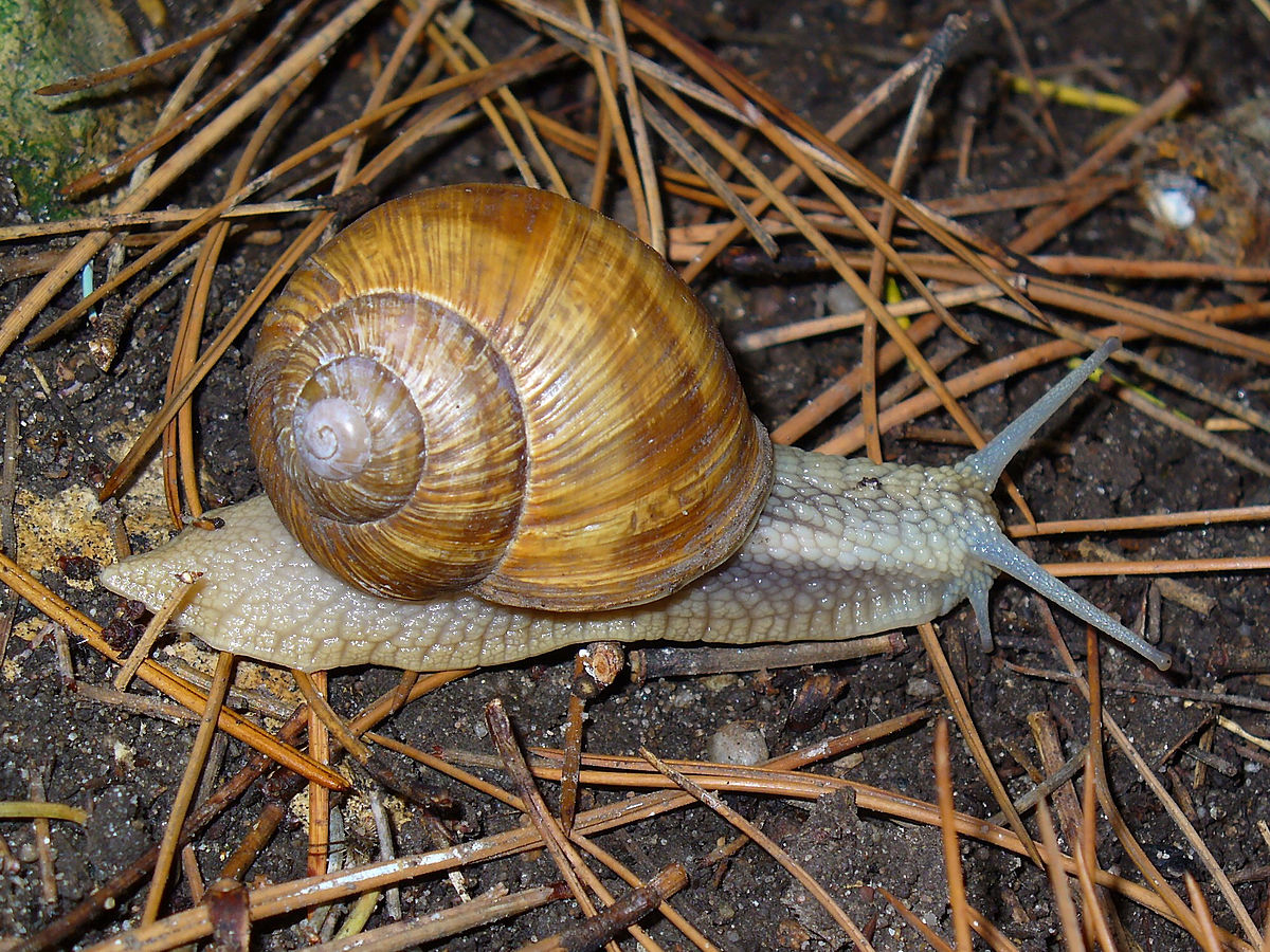 
          Helix pomatia (escargot de Bourgogne)