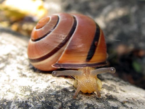 
          Helix pomatia (escargot de Bourgogne)