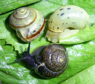 
          Hélice cerise (Fruticicola fruticum)