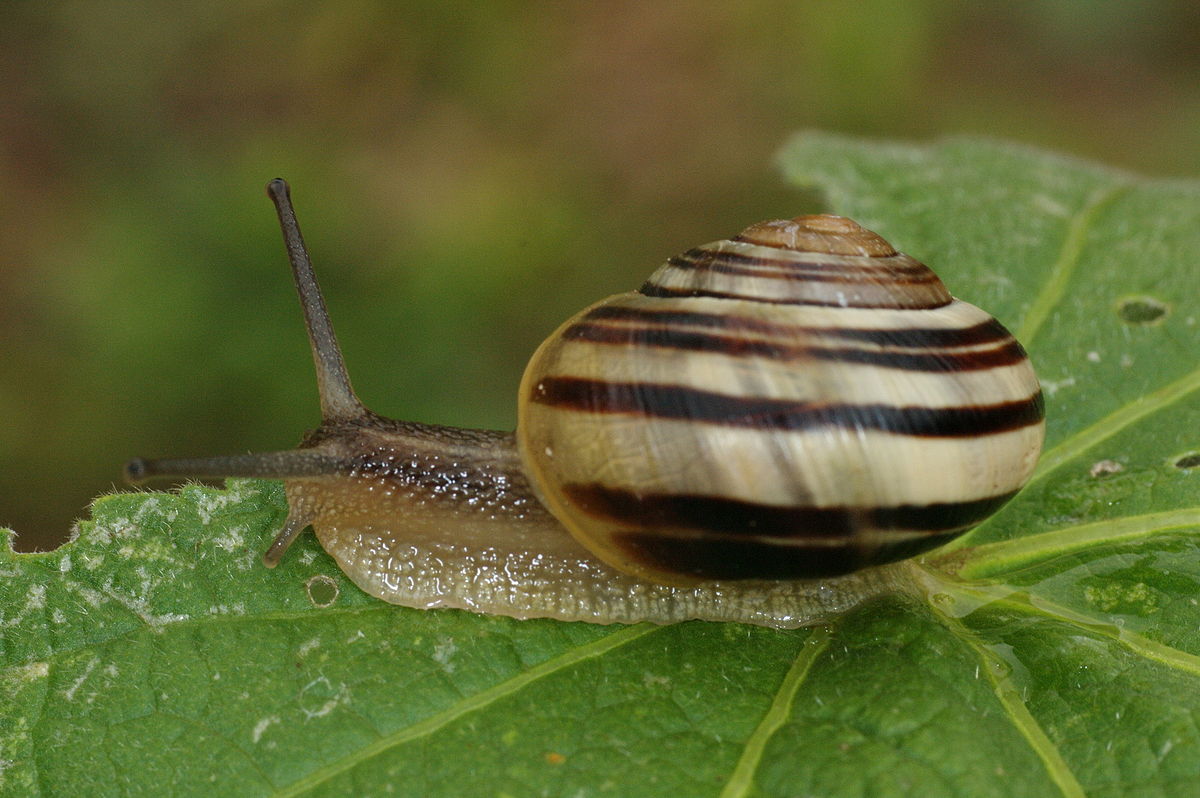 
          L’Escargot des jardins (Cepaea hortensis) 