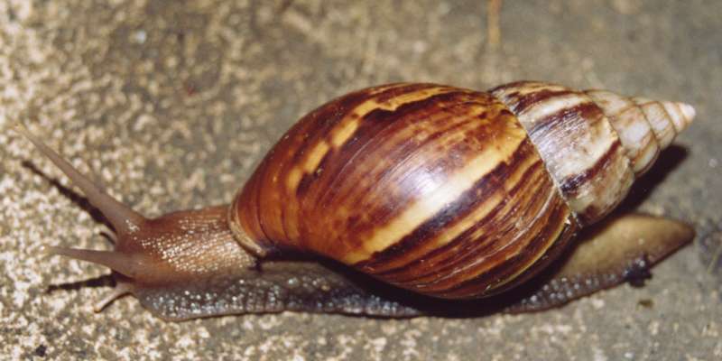 
          L'Escargot géant africain (Lissachatina fulica)