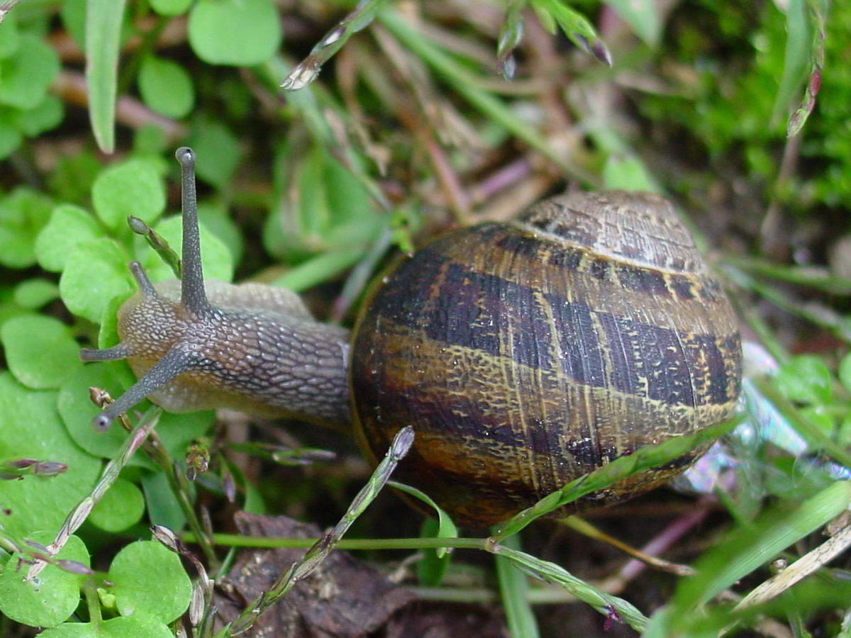 
          Le Petit-gris (Helix aspersa aspersa)