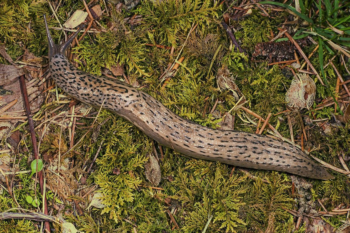 
          La Limace léopard (Limax maximus)