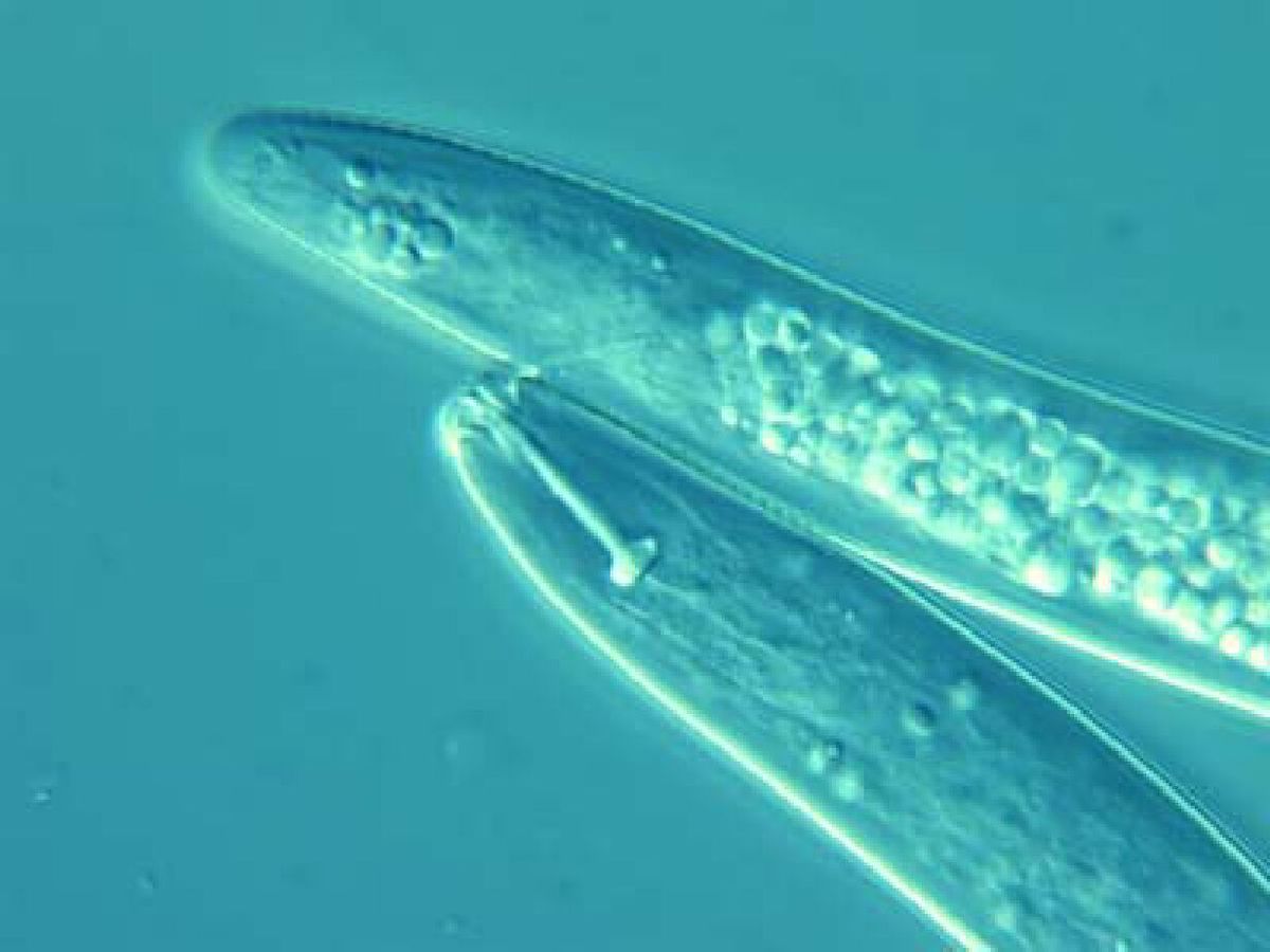 
          Pratylenchus 