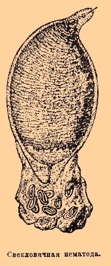 
           Nématode de la betterave (Heterodera schachtii)
