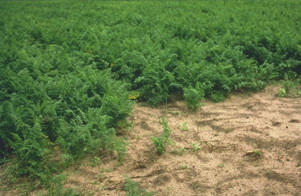 
          Heterodera carotae (Nématode de la carotte)