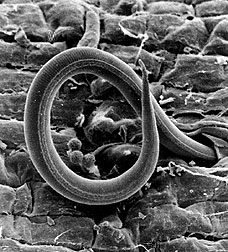 
          Meloidogyne incognita (Nématode à galle des racines)